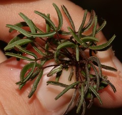 Oxalis droseroides