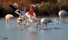 Phoenicopterus roseus