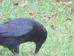 Corvus corone