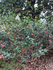 Camellia vernalis
