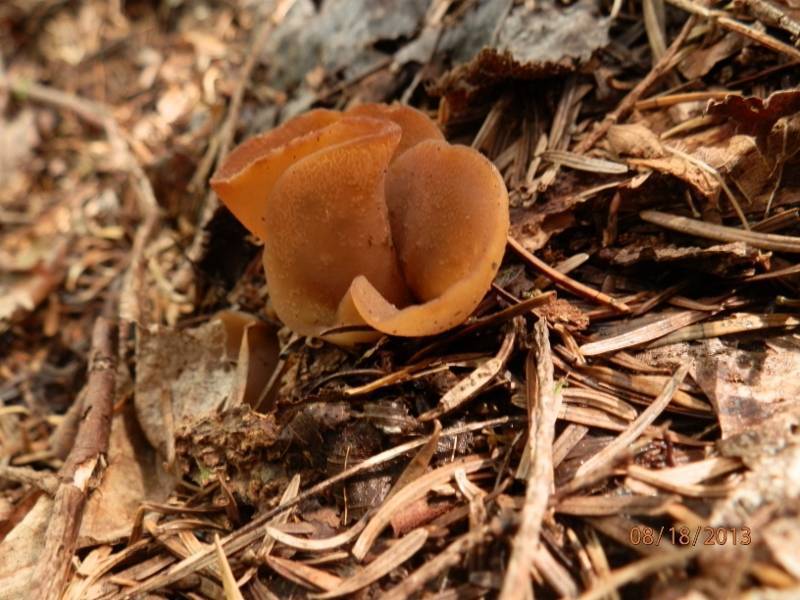 Otidea grandis