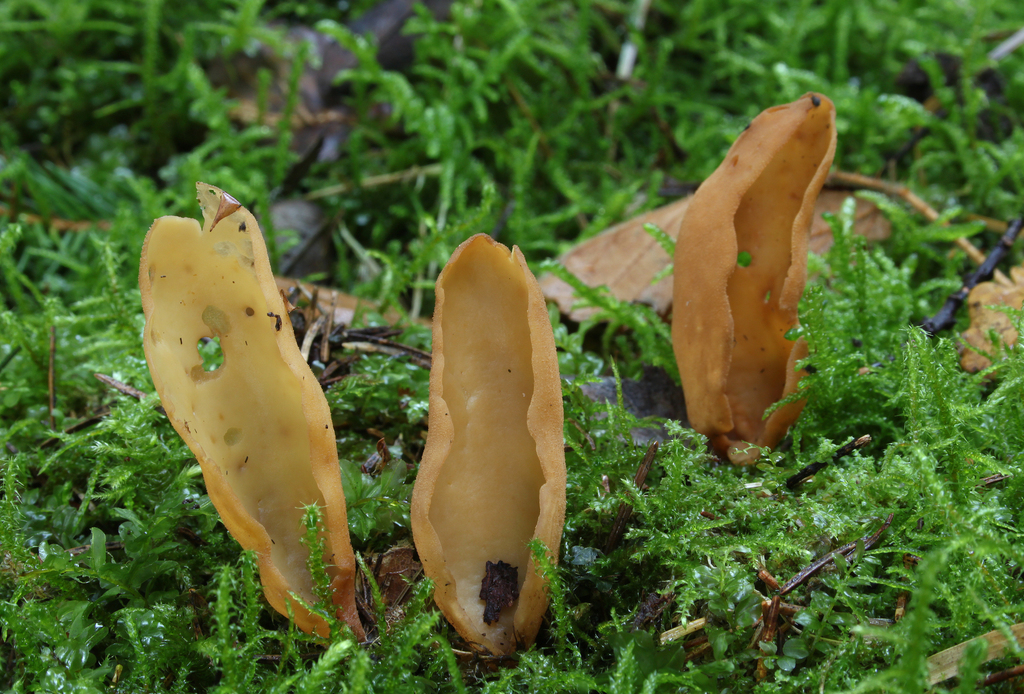 Otidea tuomikoskii