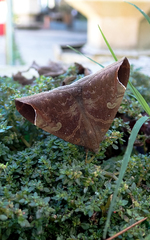 Pindara illibata