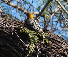 Melanerpes aurifrons