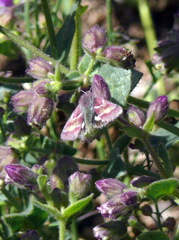 Schinia pulchripennis