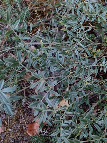 Image of Ebenus sibthorpii by (c) Vasileia Sef, some rights reserved (CC BY)