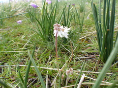 Lithophragma tenellum