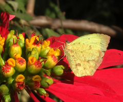 Abaeis salome jamapa