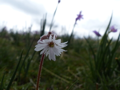 Lithophragma tenellum