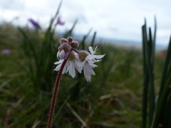 Lithophragma tenellum