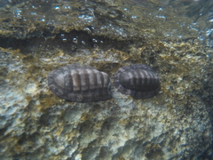 Chiton tuberculatus