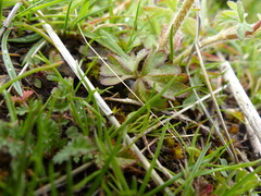 Lithophragma tenellum