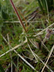 Lithophragma tenellum