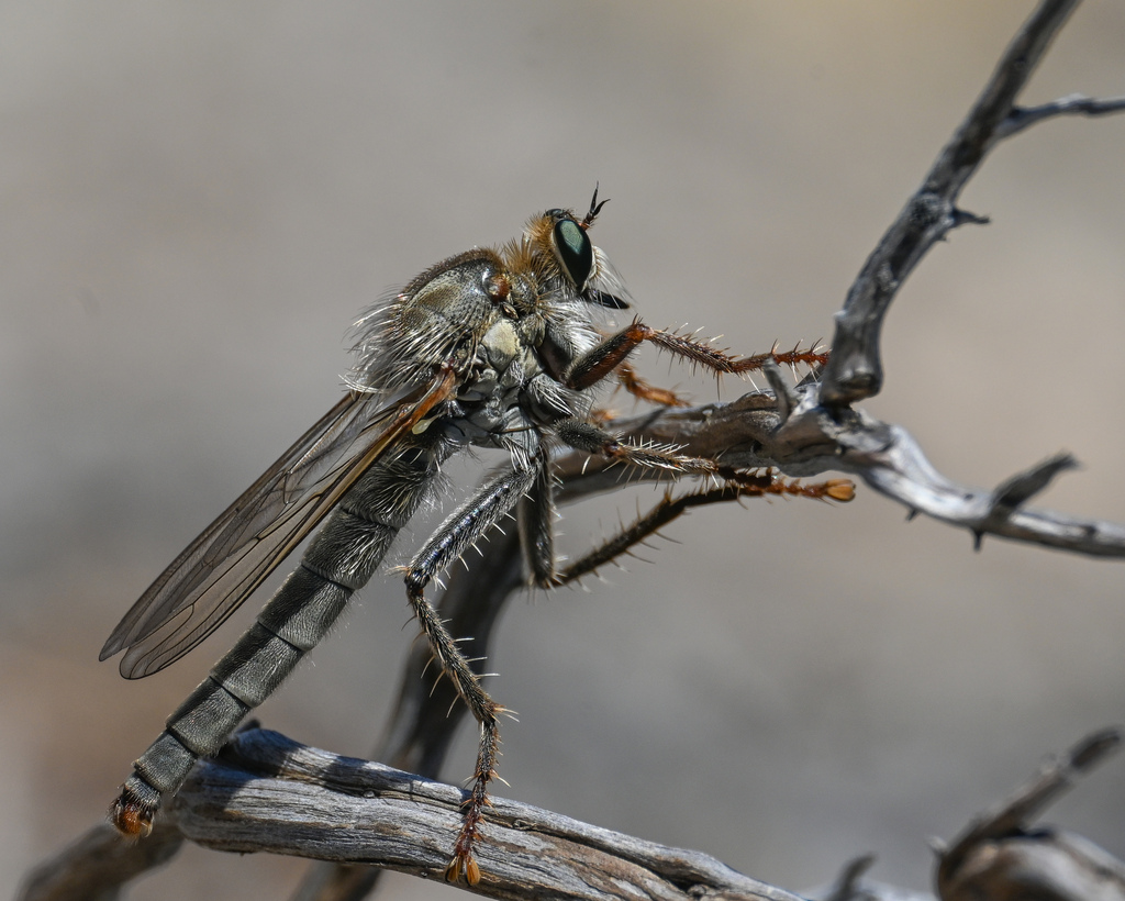 Stenopogon junceus