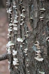 Trichaptum abietinum image