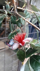 Feijoa sellowiana