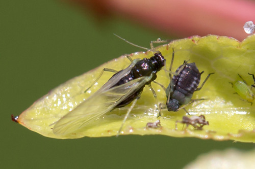 Bean Aphid photo 4