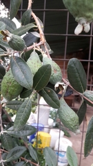 Feijoa sellowiana