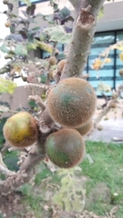 Solanum quitoense