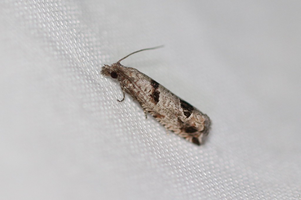 Pelochrista floridensis