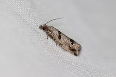 Pelochrista floridensis