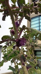 Solanum quitoense