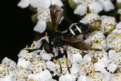 Conops flavipes