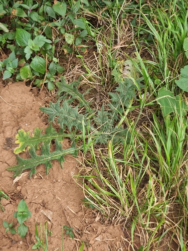 Cirsium vulgare image