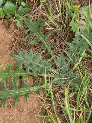 Cirsium vulgare image