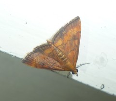 Pyrausta rubricalis