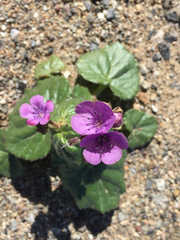 Phacelia calthifolia