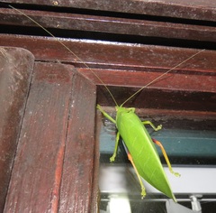 Zabalius ophthalmicus