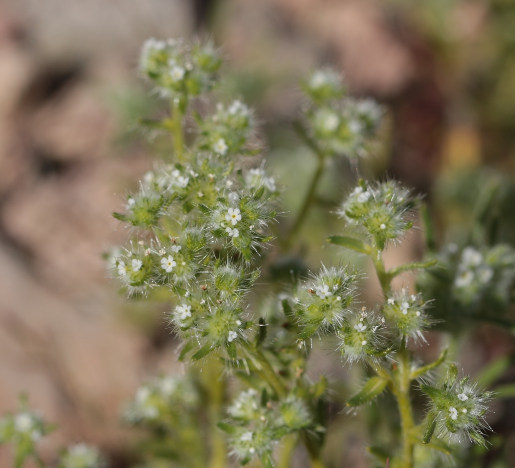 Guadalupe Cryptantha (Plants of Lake Mead National Recreation Area ...