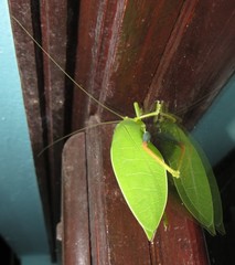 Zabalius ophthalmicus