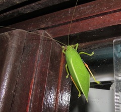 Zabalius ophthalmicus