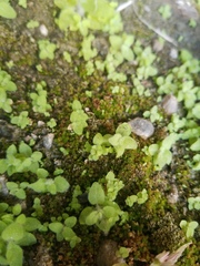Gemmabryum