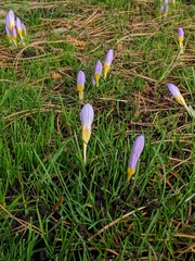 Crocus atticus