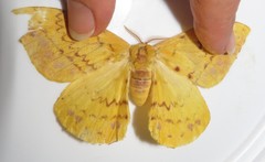 Tagoropsis flavinata