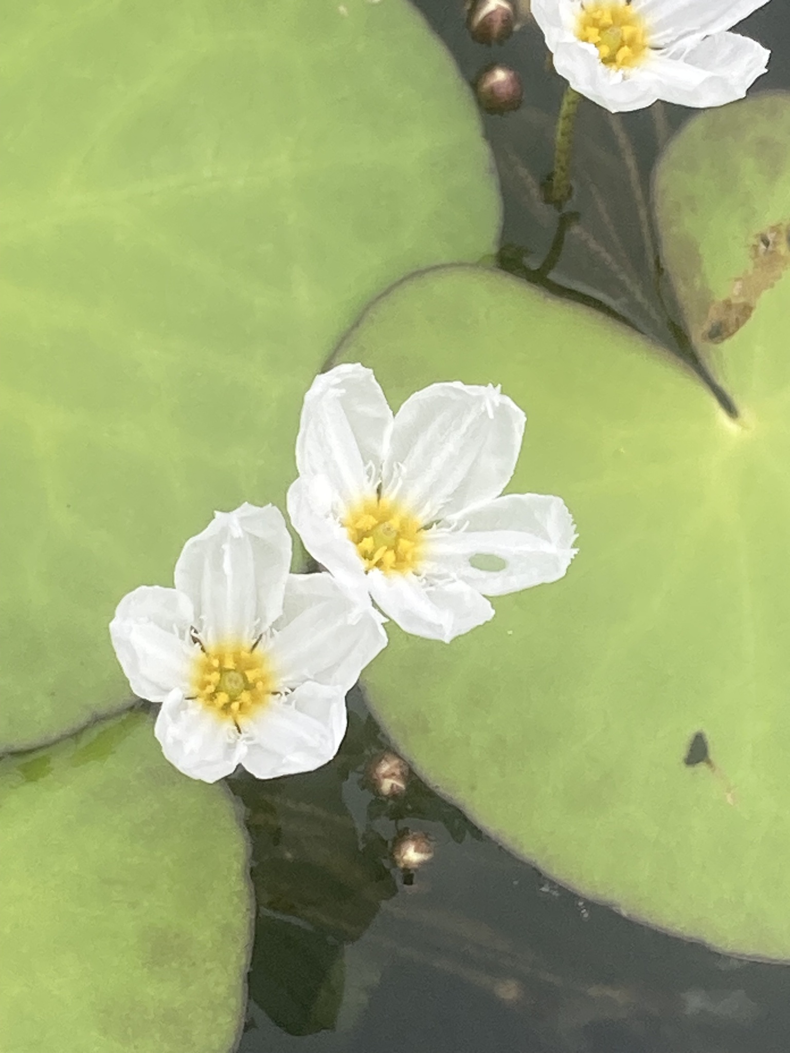 Nymphoides aquatica