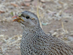 Natal Spurfowl photo 3