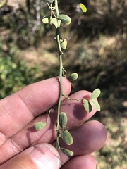 Parkinsonia texana macra
