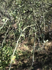Parkinsonia texana macra