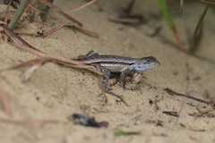 Sceloporus woodi
