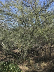 Parkinsonia texana macra