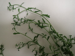 Lepidium desvauxii