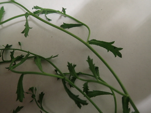 Image of Lepidium desvauxii by (c) John Steel, some rights reserved (CC BY)