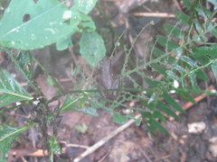 Pseudacris triseriata