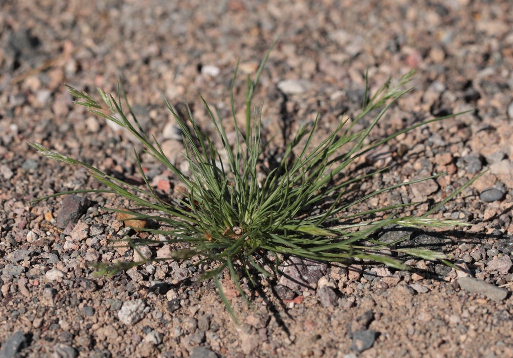 Mediterranean grass (Plants of Lake Mead National Recreation Area ...