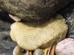 Acar sandersonae
