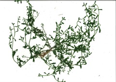 Lepidium desvauxii
